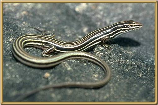 Copper-tailed Skink