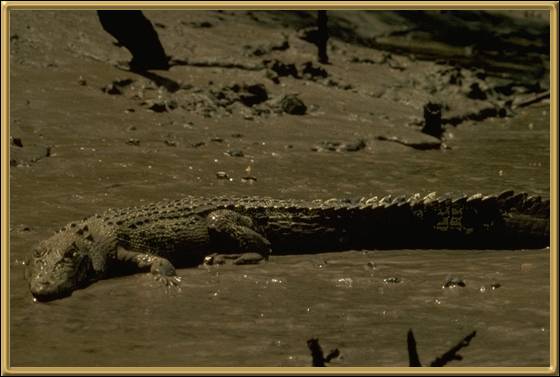 saltwater or estuarine Crocodile