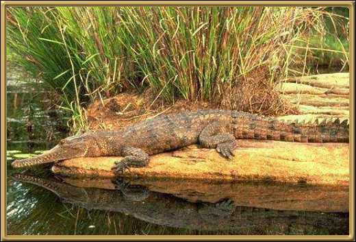 Freshwater Crocodile
