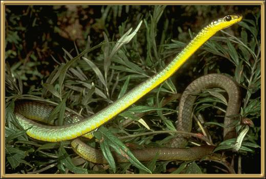 Green Tree Snake