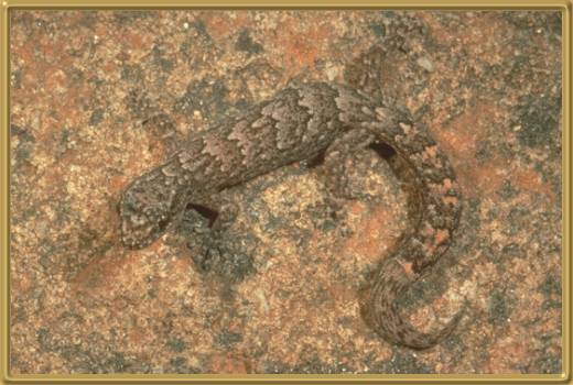 Marbled Southern Gecko