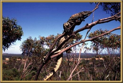 Native Goanna