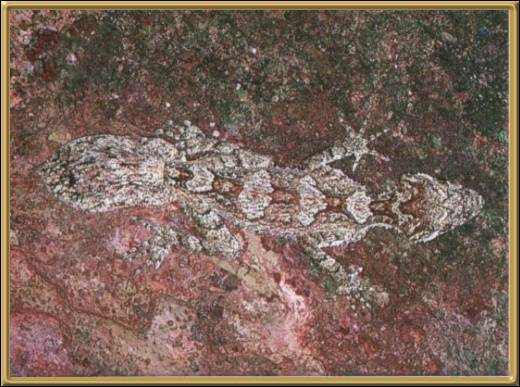 Northern leaf-tailed Gecko