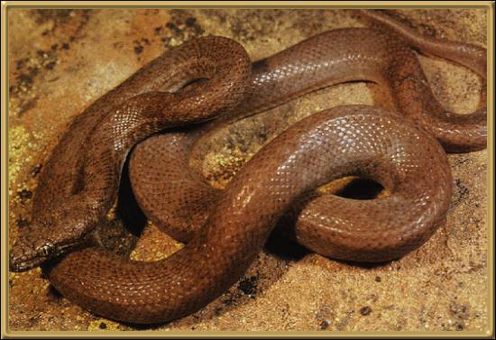 Pygmy Python