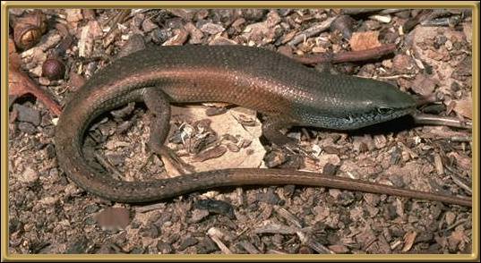 Robust Rainbow Skink