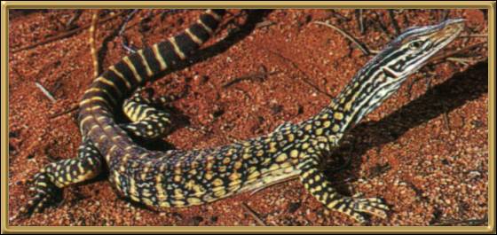 Sand Goanna