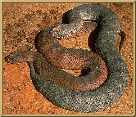 Southern Death Adder