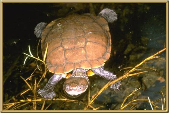 Western Swamp Turtle